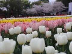 -苏州上方山国家森林公园