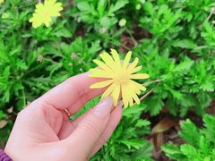 -广州市流溪河国家森林公园