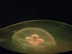 iphone_upload_pic-成都浩海立方海洋公园