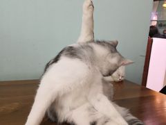 -猫小院猫主题餐厅(三里屯店)