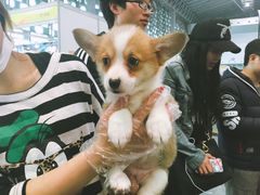 -东浩兰生上海世博展览馆