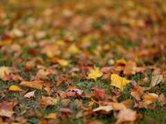 -贡湖湾湿地公园