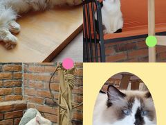 -豆逗聊愈猫阁Easy Life