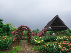 -上海滨江森林公园