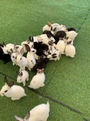 -萌宠亲子动物乐园(槐房万达店)