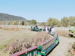 -苏州太湖西山岛开心农场
