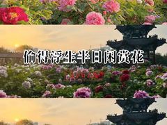 -曹州牡丹园