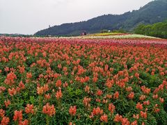 -径山花海