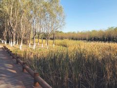 -东郊湿地公园