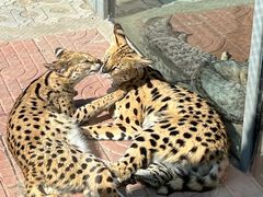 -西霞口神雕山野生动物世界