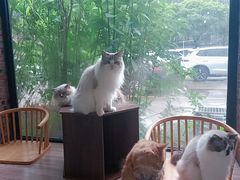 -豆逗聊愈猫阁Easy Life