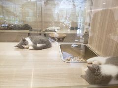 -飞行喵MR PILOT|猫舍·猫咖(静安大融城店)