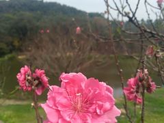 -南国桃园旅游度假区