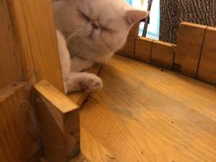 -猫小院猫主题咖啡厅(北锣店)