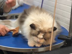 -PETKIT小佩宠物(古北店)