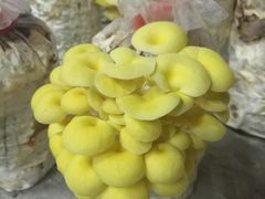 -仙蘑洞