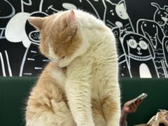 -安格丽娜·狗咖·猫咖羊驼咖(春熙路百盛商场店)