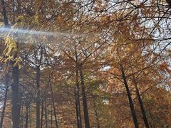 -上海海湾国家森林公园