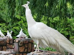 -J Create城市露营咖啡·简餐·宠物(上海动物园店)