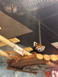 -Zoolung Zoolung动物主题公园(海信广场店)