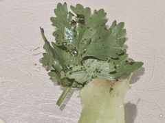 -老码头黑皮肘子锅包肉(赣水路店)