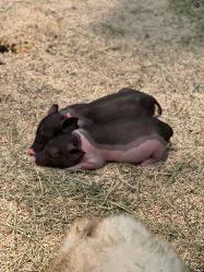 -Zoolung Zoolung动物主题公园(海信广场店)