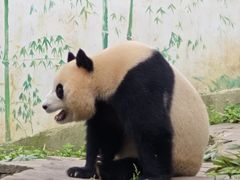 -中国大熊猫保护研究中心雅安碧峰峡基地