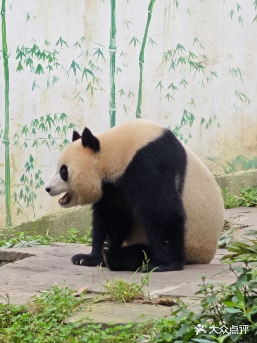 中国大熊猫保护研究中心雅安碧峰峡基地图片