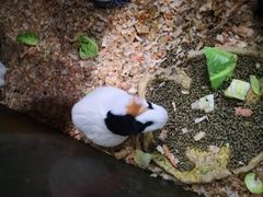 -上海大自然野生昆虫馆(东方明珠·爬宠昆虫探索中心)