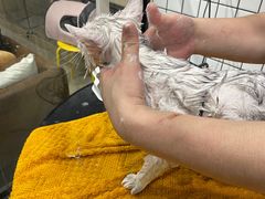 -熊小胖宠物生活馆(天华园店)