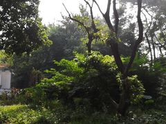 -湖南四明山国家森林公园