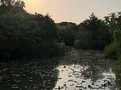 -昆山城市生态森林公园