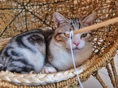 -飞行喵MR PILOT|猫舍·猫咖(静安大融城店)