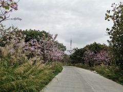 -长洲岛