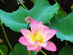 -荔湾湖公园