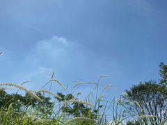 -王借岗森林公园