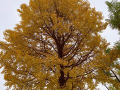 -成都市活水公园