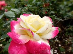 -文华公园(禅城区)