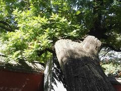 -天宁寺