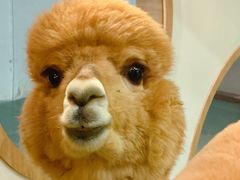 -藦茜花园宠物主题亲子互动体验馆(国顺东路店)