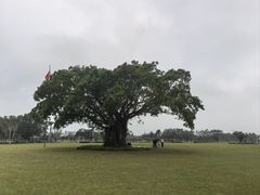 -万绿园