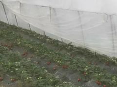-小鱼草莓采摘园农家乐·小鱼餐厅