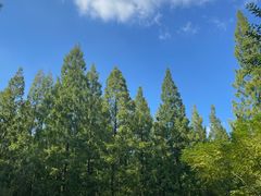 -东平国家森林公园