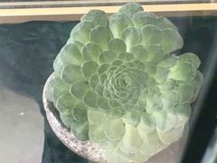 -南山植物园