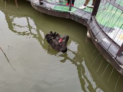 -大湾区中央湿地公园