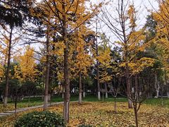-莲湖公园