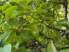-泰山风景名胜区-普照寺