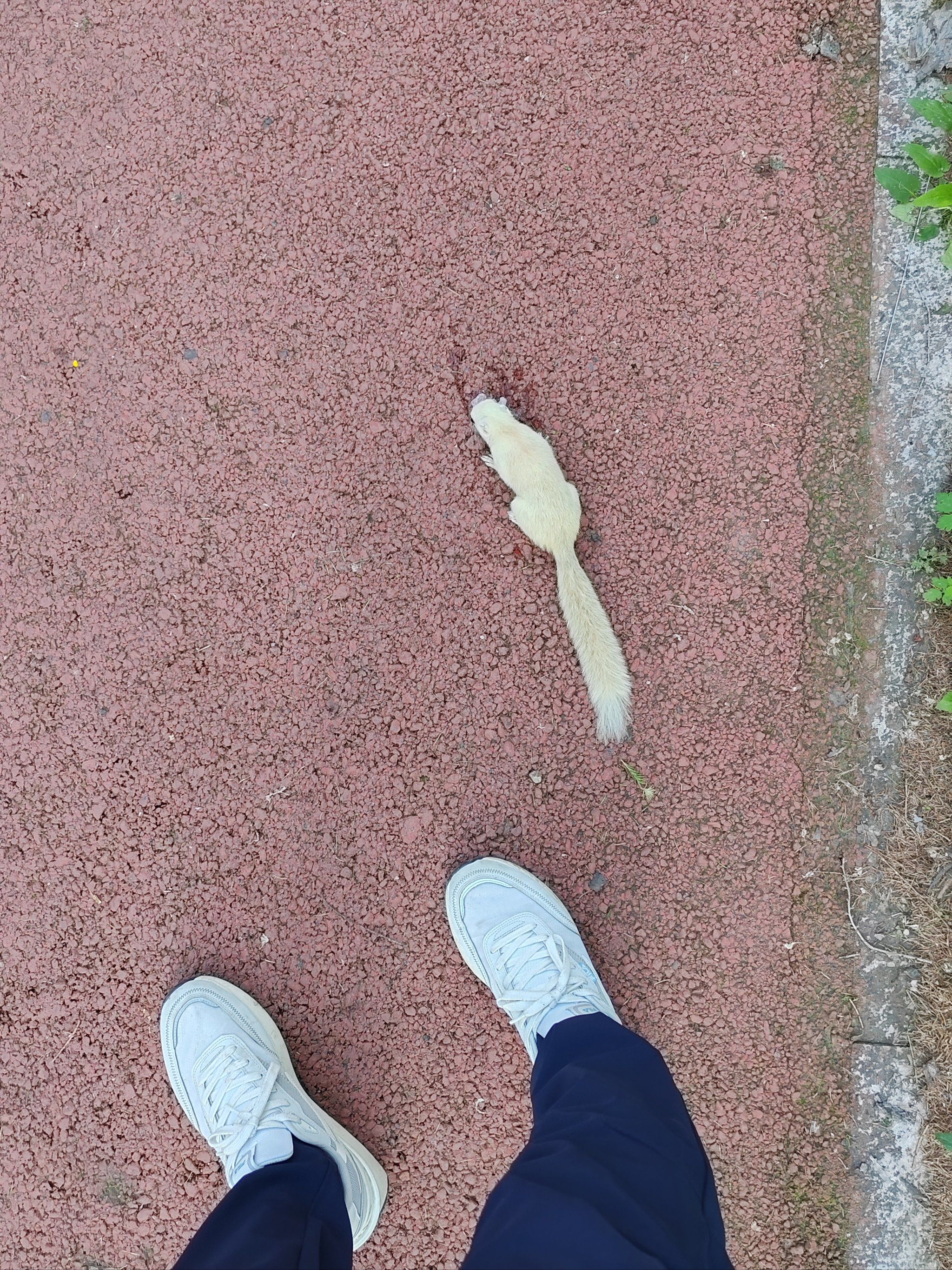 白色的松鼠你见过吗?