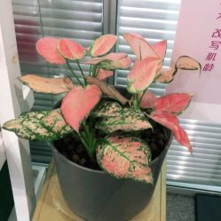 -YooMee优美智能科技美肤机构