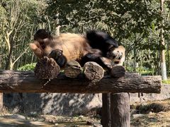 -都江堰中华大熊猫苑